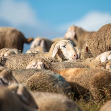 Küçükbaş Hayvancılık