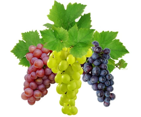 Üzüm