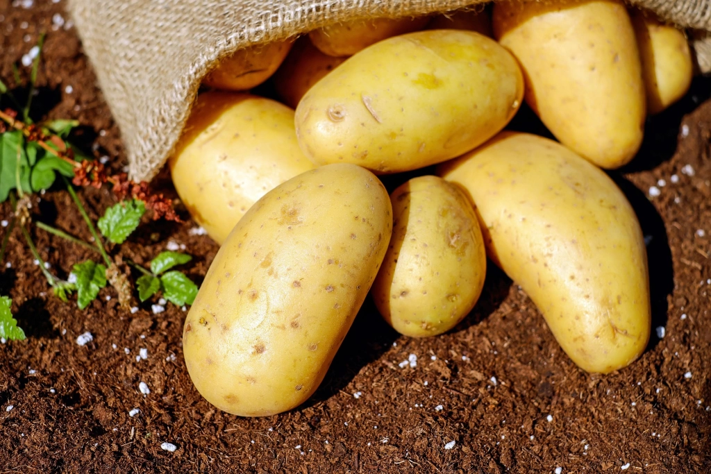 Niğde/Bor Patates