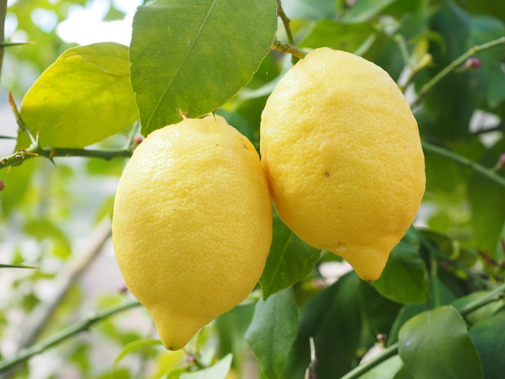 Mersin/Erdemli Limonu